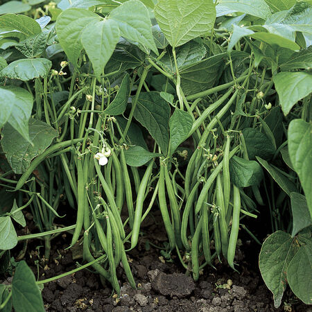 Jameson, Bean Seeds - Packet image number null